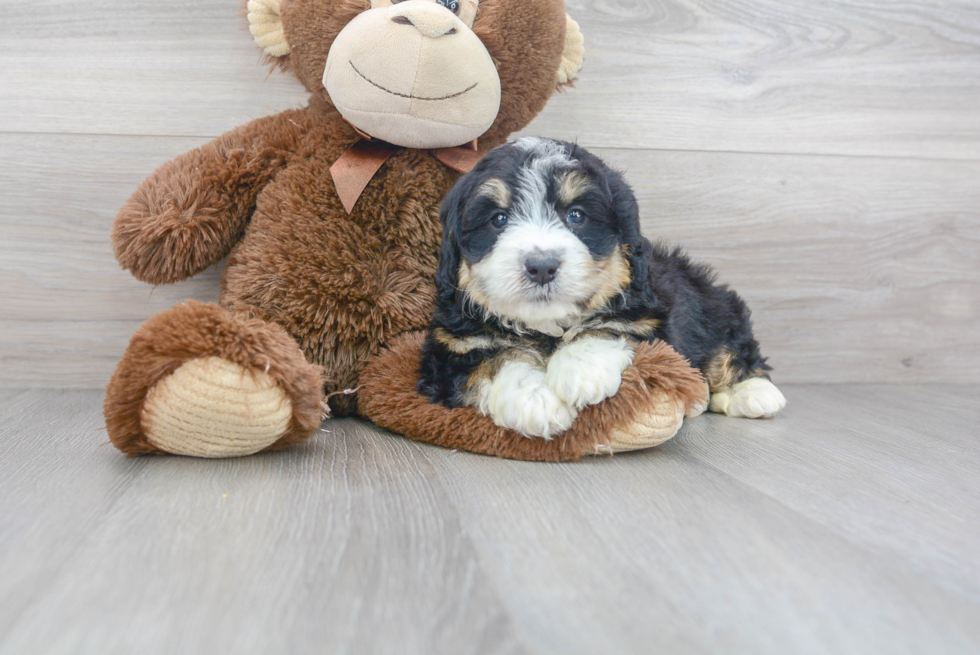 Mini Bernedoodle Pup Being Cute