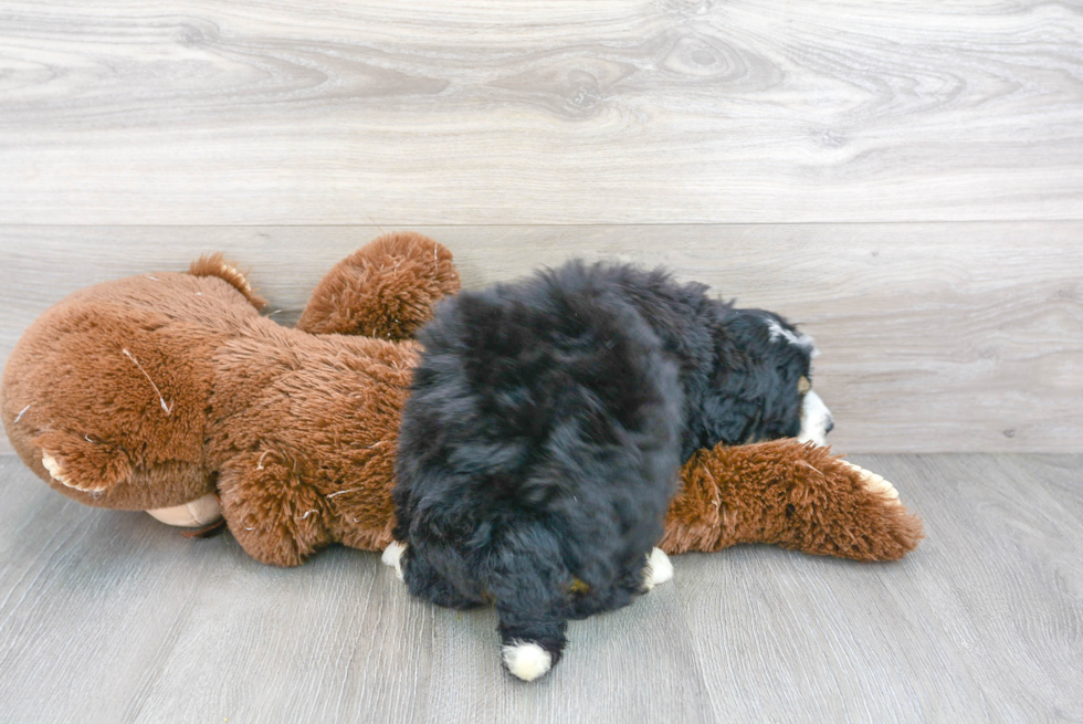 Smart Mini Bernedoodle Poodle Mix Pup