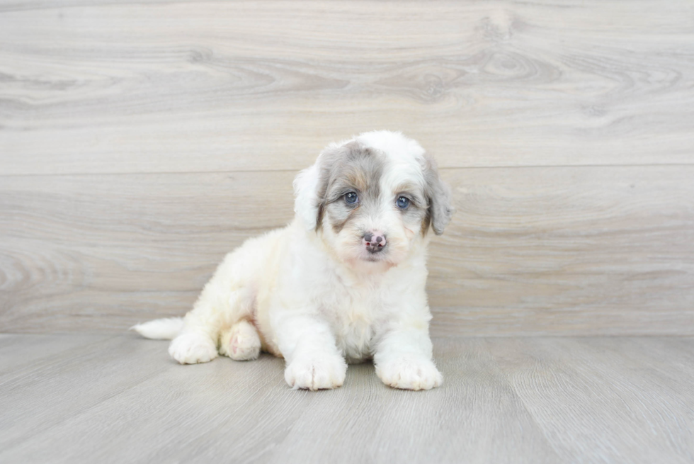 Smart Mini Bernedoodle Poodle Mix Pup