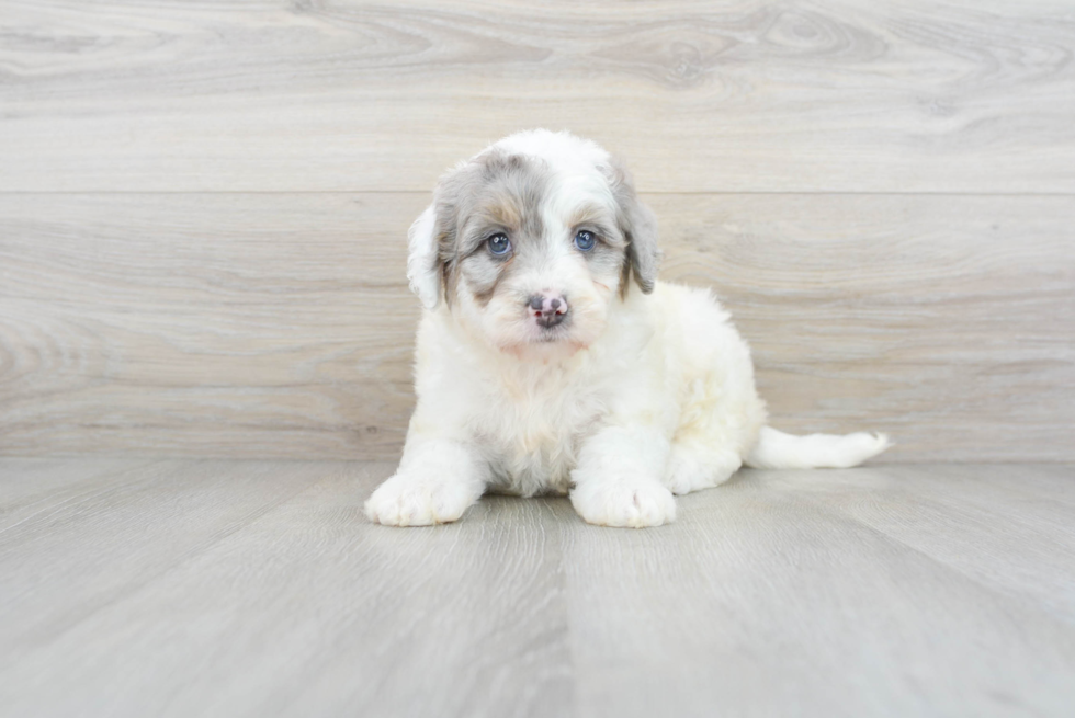 Popular Mini Bernedoodle Poodle Mix Pup