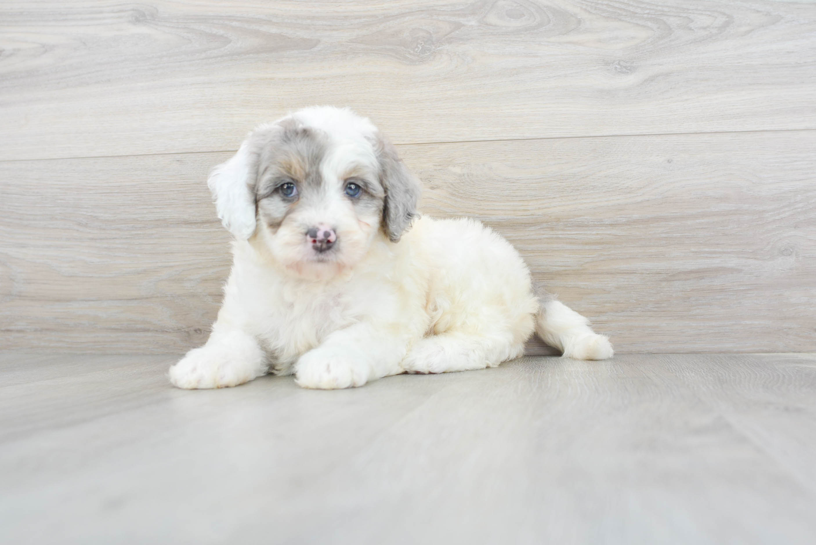 Mini Bernedoodle Puppy for Adoption