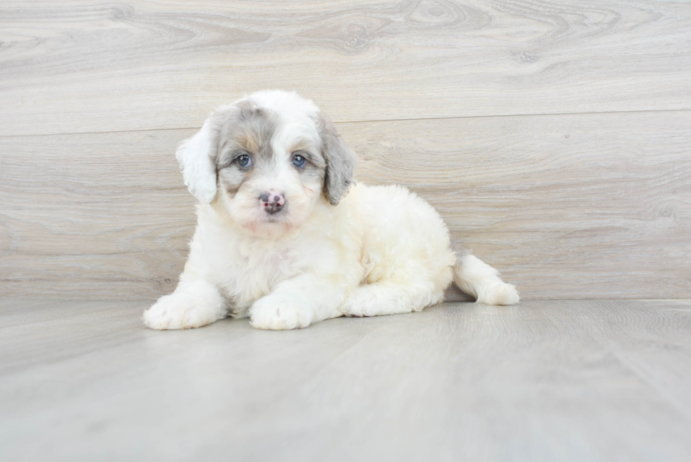 Mini Bernedoodle Puppy for Adoption