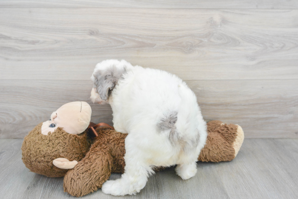 Best Mini Bernedoodle Baby