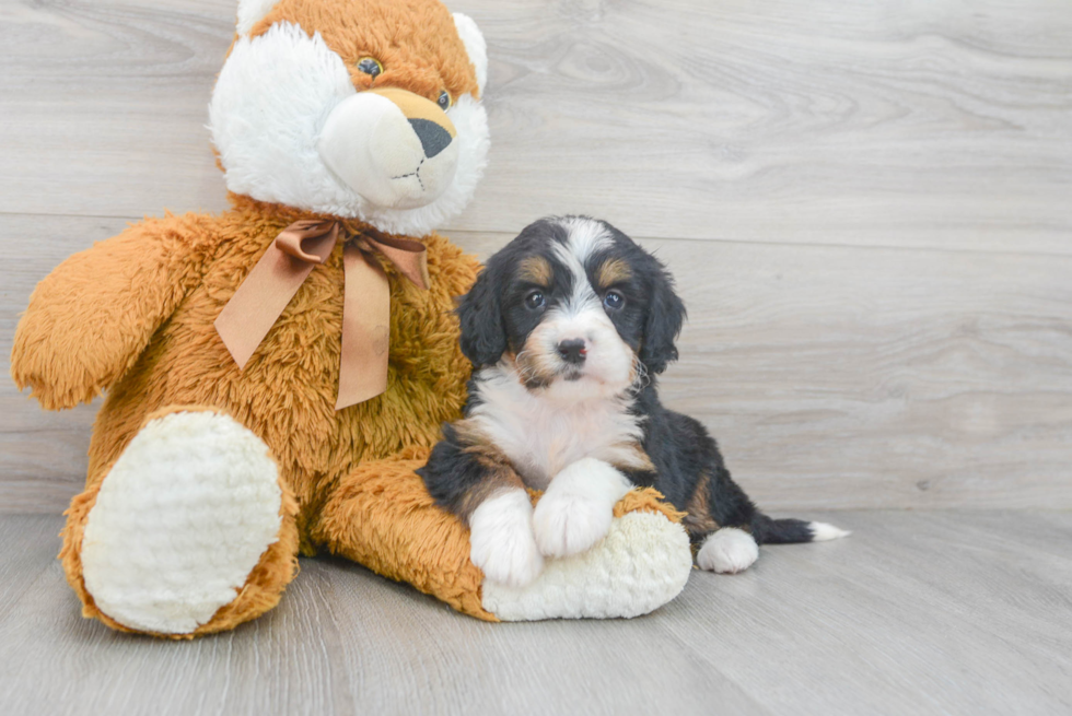 Cute Mini Bernedoodle Baby