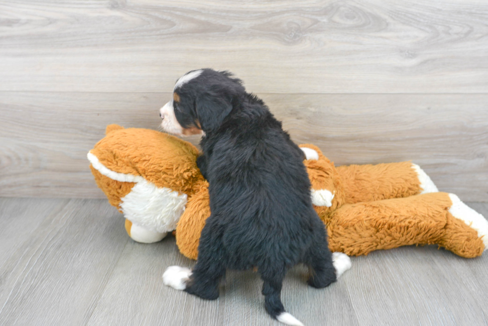 Mini Bernedoodle Pup Being Cute