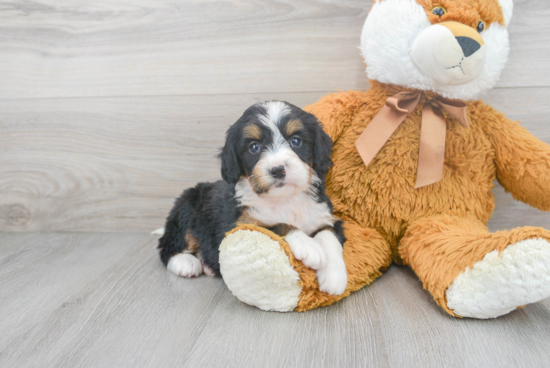 Mini Bernedoodle Pup Being Cute