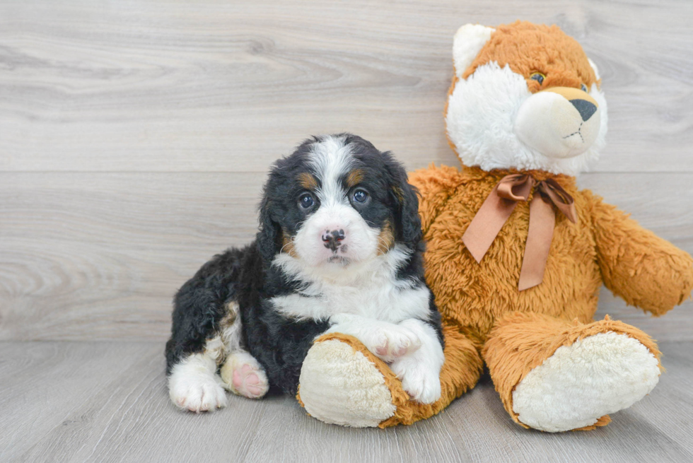 Mini Bernedoodle Puppy for Adoption