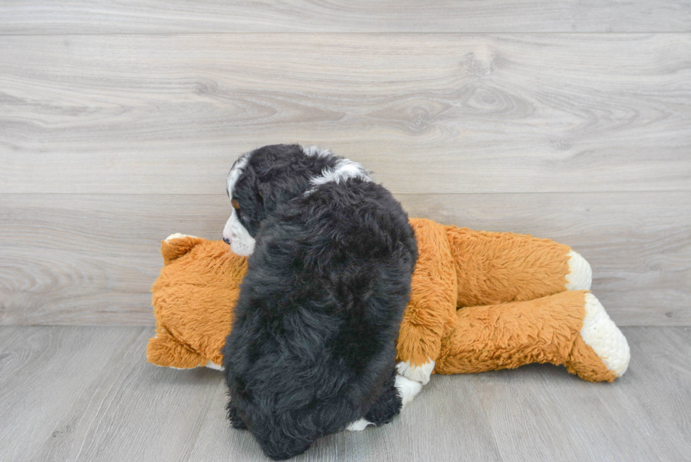 Sweet Mini Bernedoodle Baby