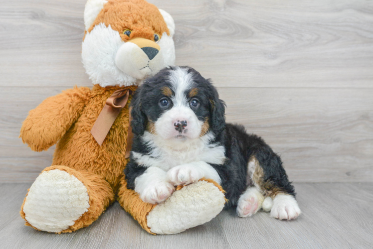 Mini Bernedoodle Pup Being Cute