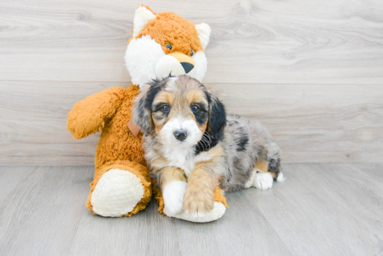 Best Mini Bernedoodle Baby