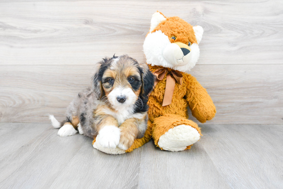 Mini Bernedoodle Pup Being Cute