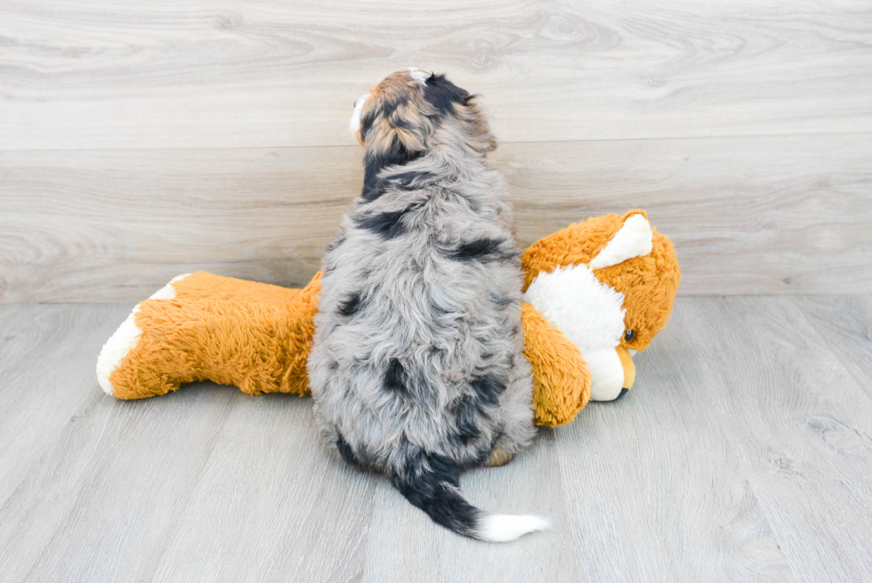 Energetic Bernadoodle Poodle Mix Puppy