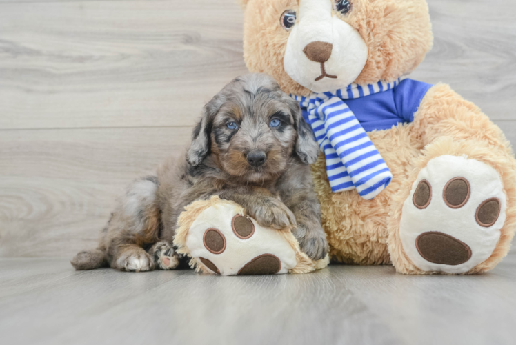 Mini Bernedoodle Pup Being Cute