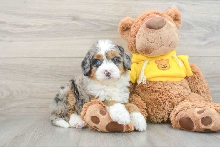 Best Mini Bernedoodle Baby