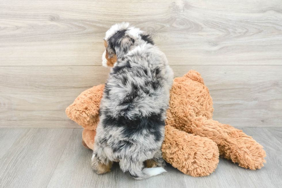 Smart Mini Bernedoodle Poodle Mix Pup