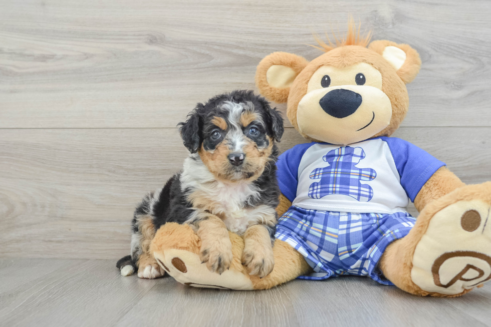 Mini Bernedoodle Puppy for Adoption