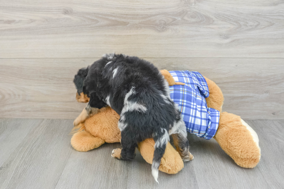 Best Mini Bernedoodle Baby