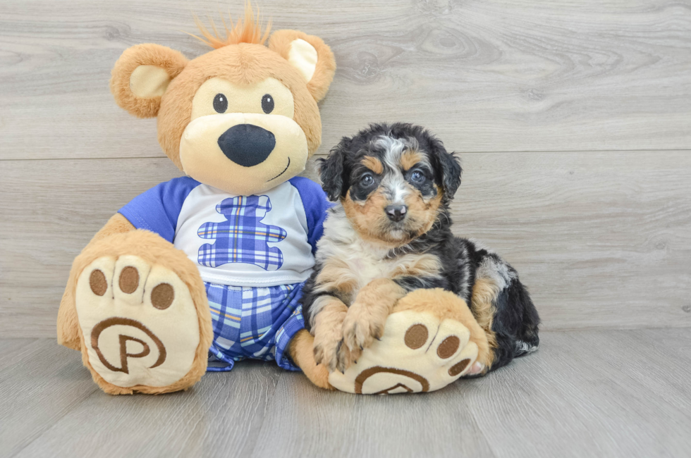 5 week old Mini Bernedoodle Puppy For Sale - Premier Pups