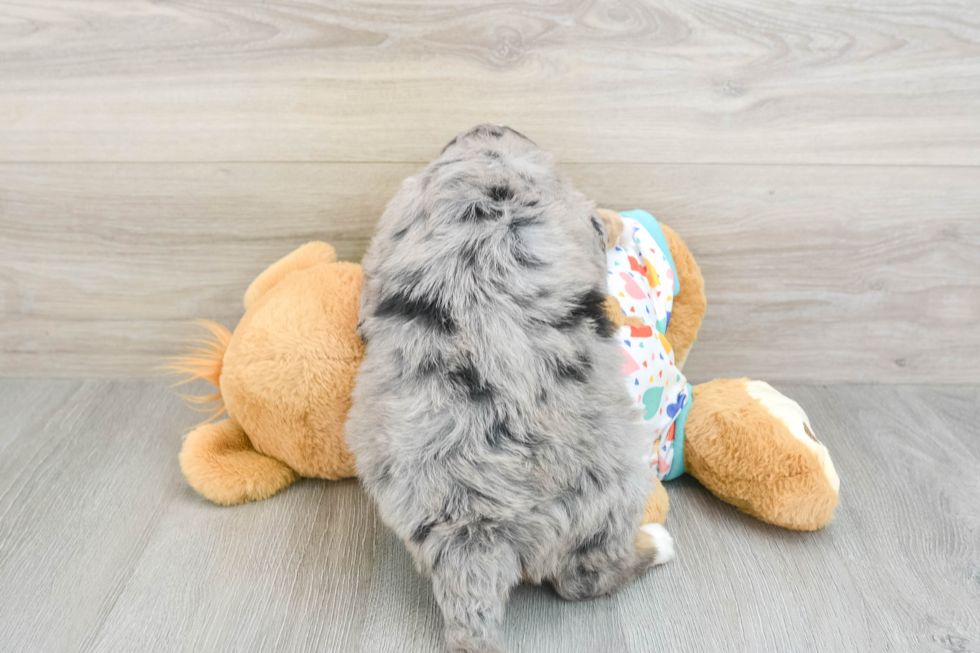 Mini Bernedoodle Pup Being Cute