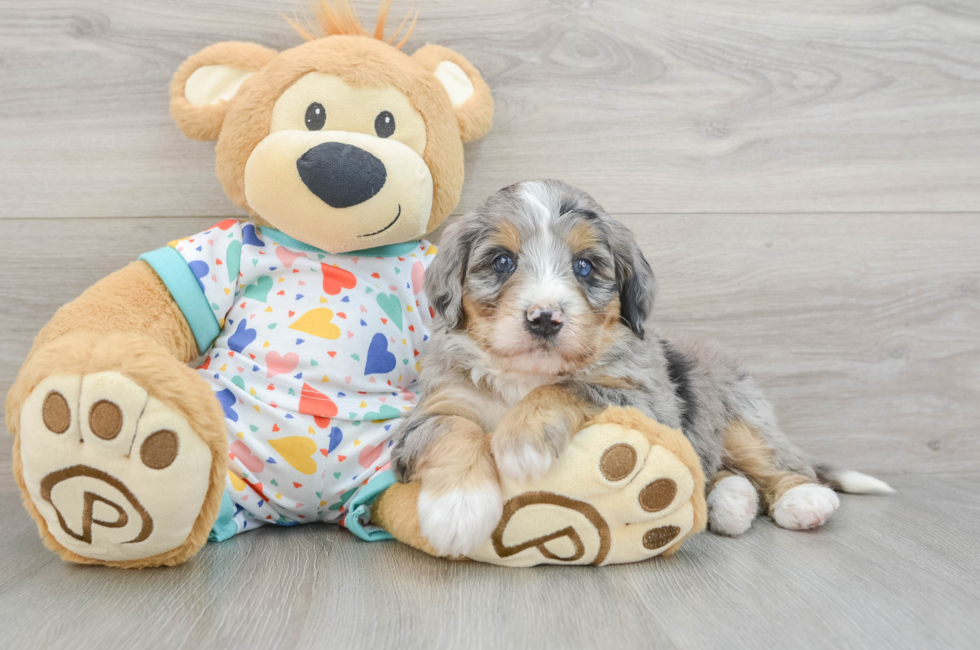 6 week old Mini Bernedoodle Puppy For Sale - Premier Pups