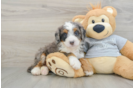 Best Mini Bernedoodle Baby