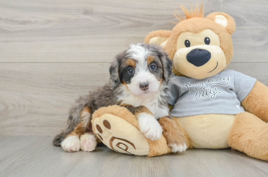 Best Mini Bernedoodle Baby