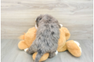 Hypoallergenic Mini Bernadoodle Poodle Mix Puppy