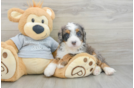 Little Mini Bernesedoodle Poodle Mix Puppy