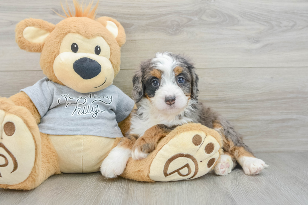 Little Mini Bernesedoodle Poodle Mix Puppy