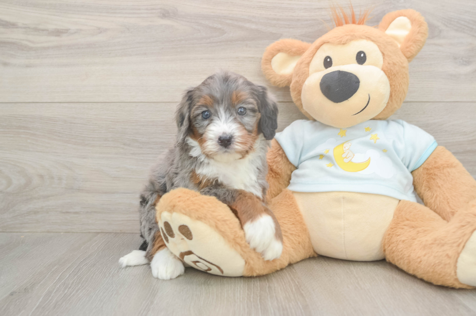 5 week old Mini Bernedoodle Puppy For Sale - Premier Pups