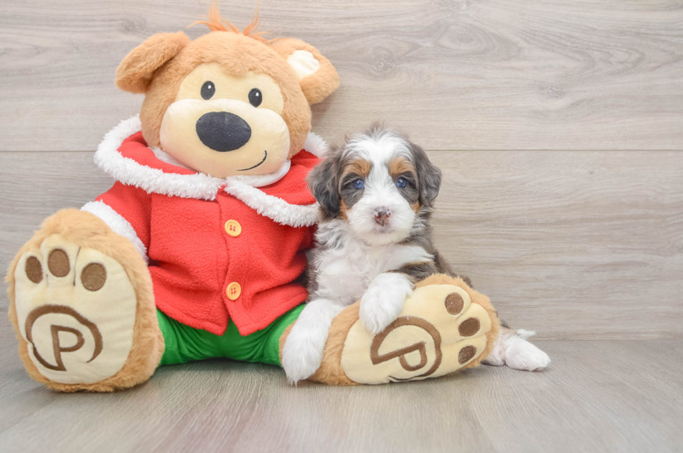 5 week old Mini Bernedoodle Puppy For Sale - Premier Pups