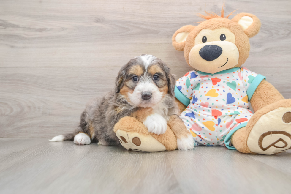 Fluffy Mini Bernedoodle Poodle Mix Pup