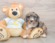 6 week old Mini Bernedoodle Puppy For Sale - Premier Pups