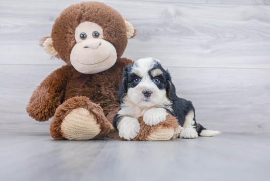 Playful Mini Berniedoodle Poodle Mix Puppy