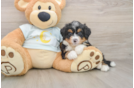 Mini Bernedoodle Puppy for Adoption