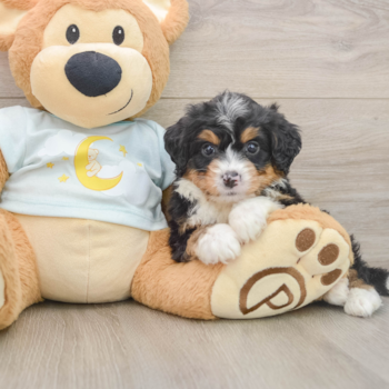 Mini Bernedoodle Puppy for Adoption