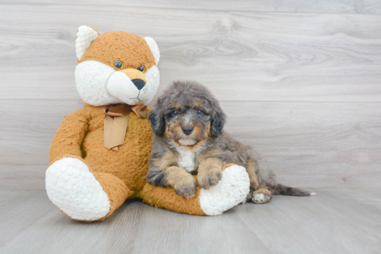 Sweet Mini Bernedoodle Baby