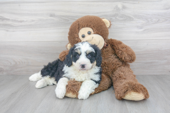 Smart Mini Bernedoodle Poodle Mix Pup