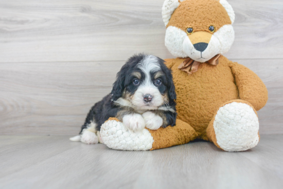 Best Mini Bernedoodle Baby