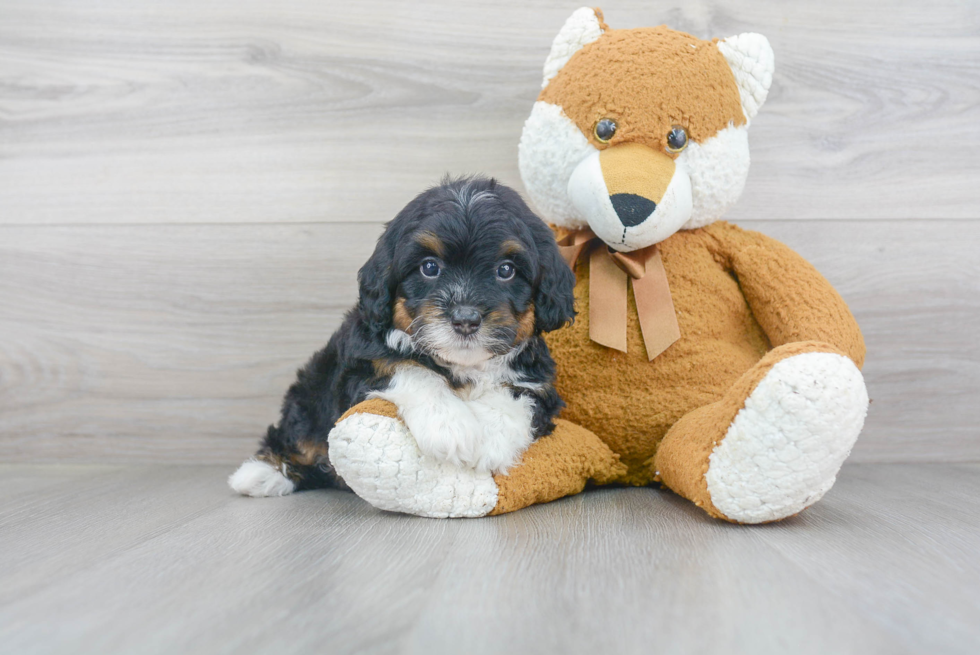 Mini Bernedoodle Pup Being Cute