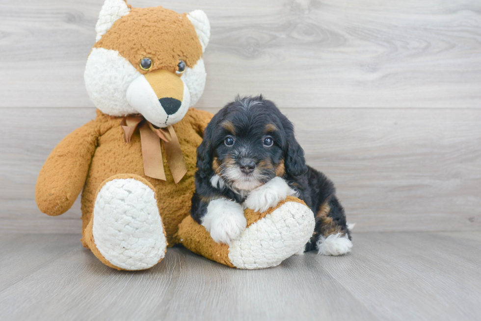 Best Mini Bernedoodle Baby