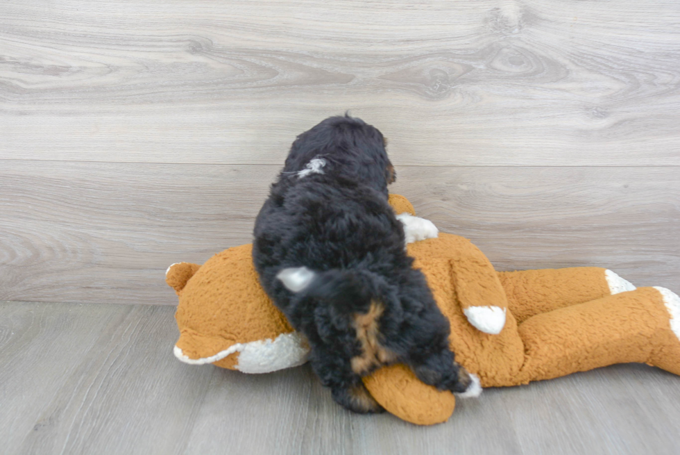 Best Mini Bernedoodle Baby