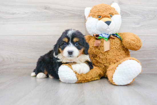 Best Mini Bernedoodle Baby