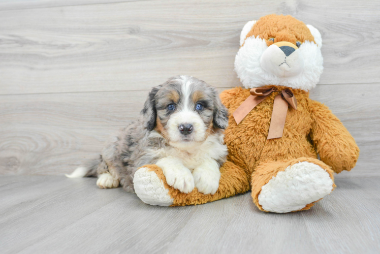 Best Mini Bernedoodle Baby