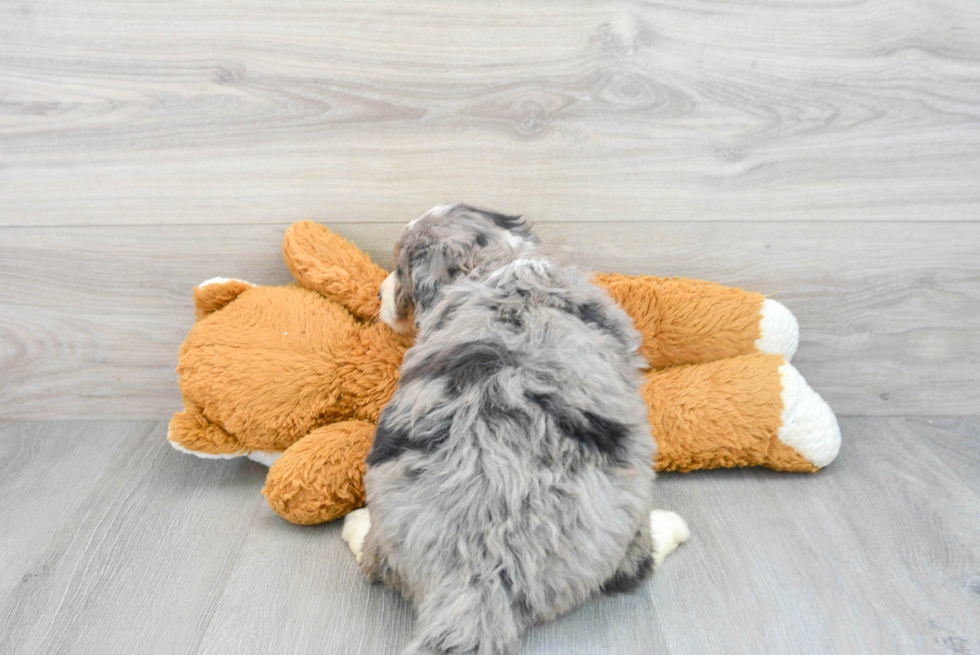 Adorable Mini Berniedoodle Poodle Mix Puppy