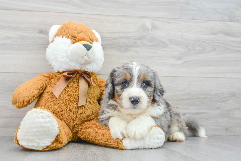 Best Mini Bernedoodle Baby