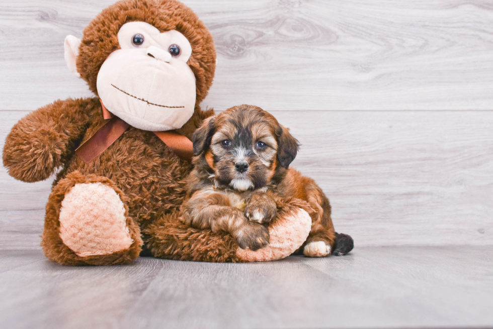 Mini Bernedoodle Pup Being Cute