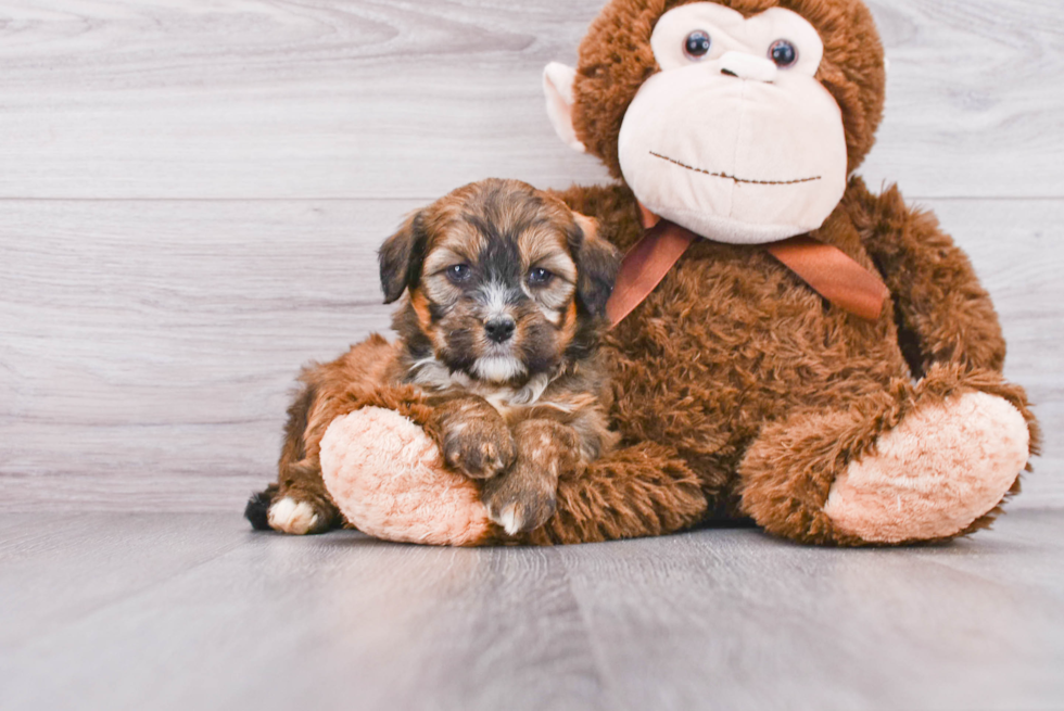 Small Mini Bernedoodle Baby