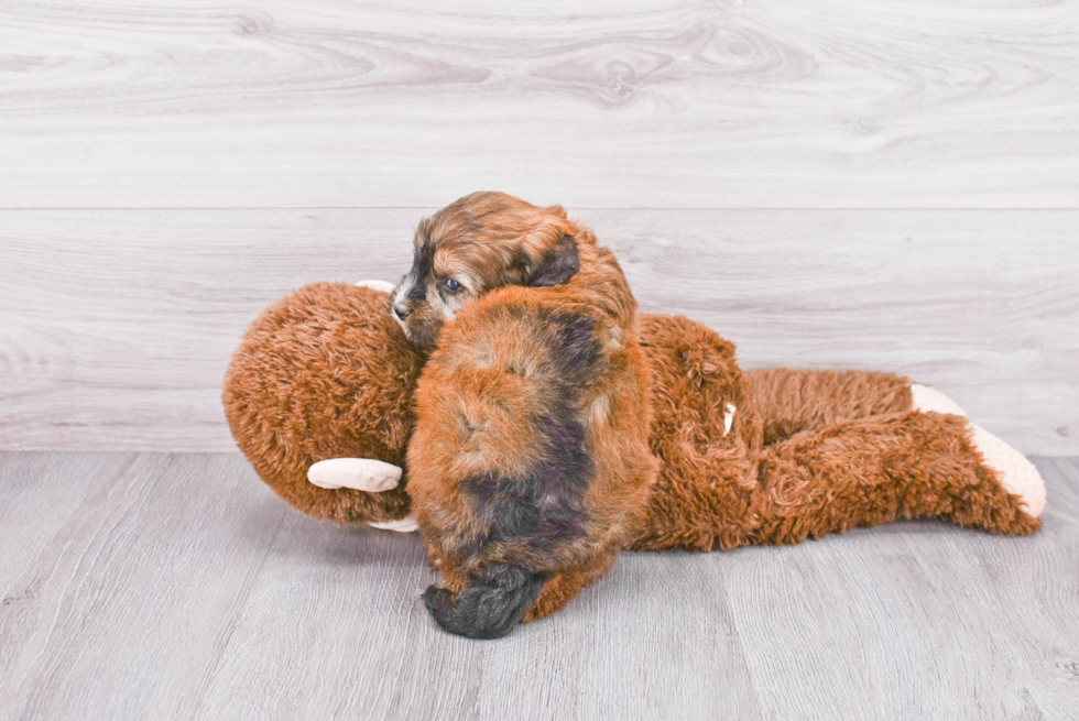 Cute Mini Bernedoodle Baby