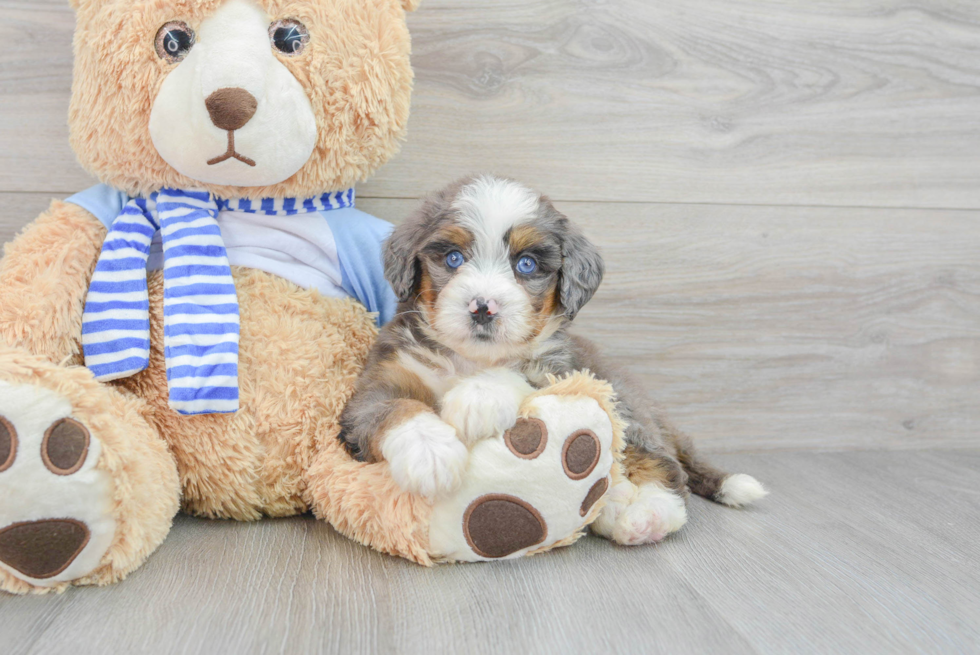 Best Mini Bernedoodle Baby